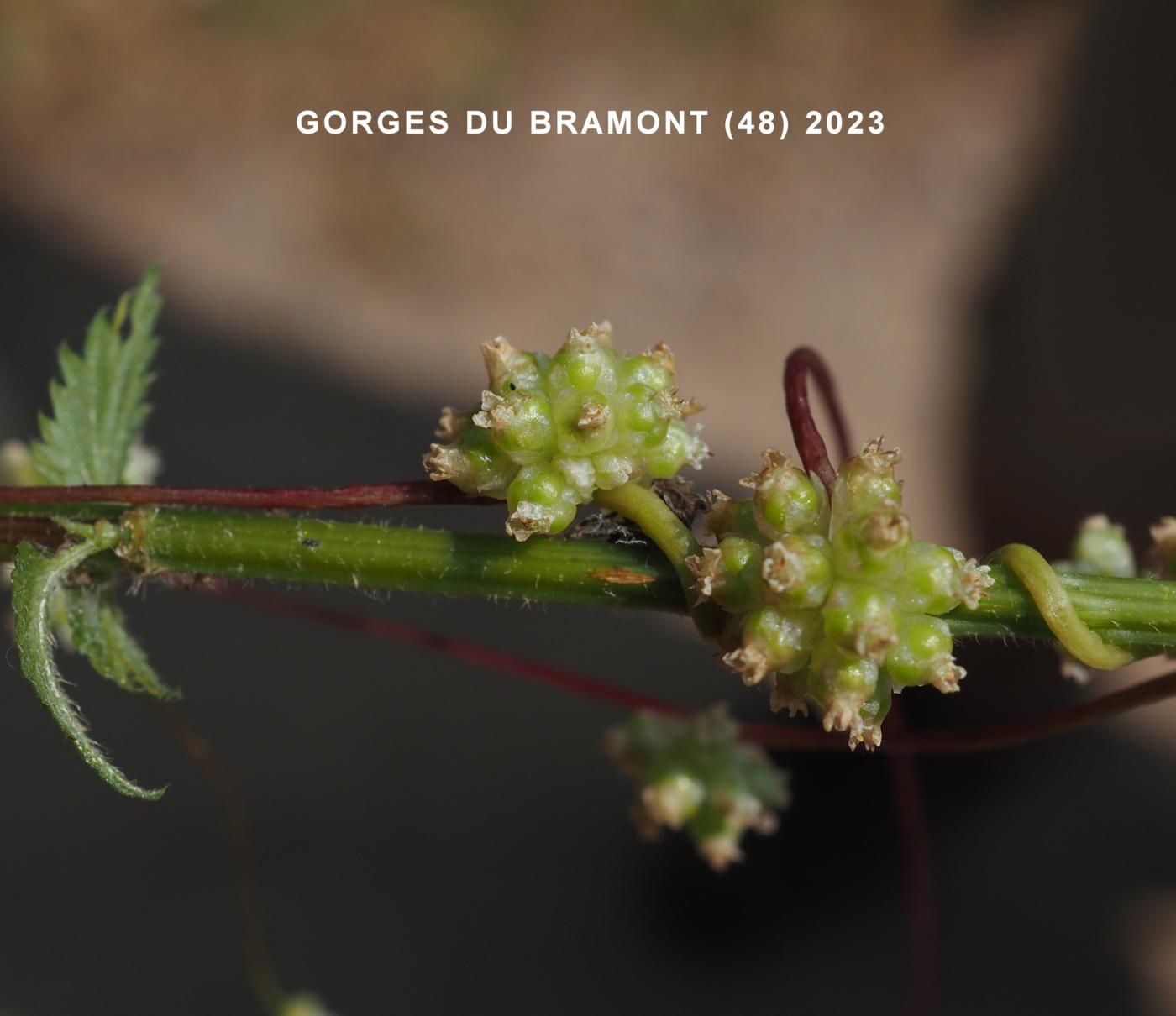 Dodder, Large fruit